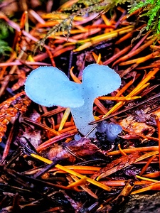 Forest Mushrooms