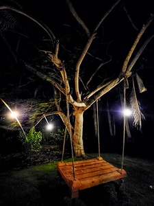Tree Swing