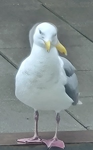 Double Seagull 