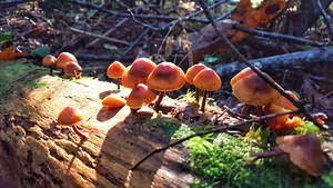 Mushrooms on the Log