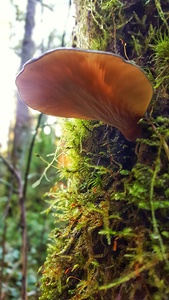 Mushroom Branch