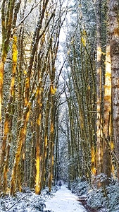 Winter Trail in the Trees 
