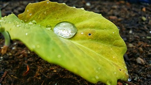 Rain Drop on Leaf