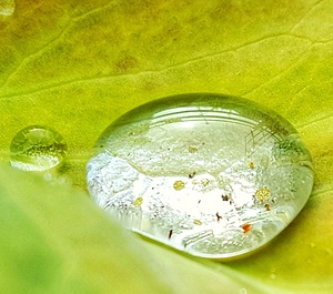 Water Universe on leaf