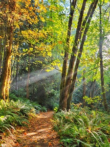 Sun Beams on the Trail