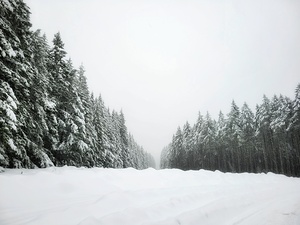 Winter Forest Horizon