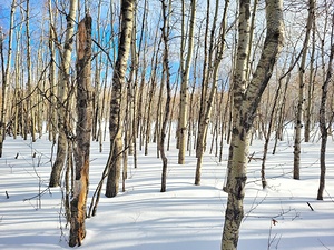 Winter Forest Scene