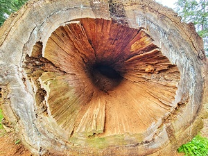 Hollowed Log