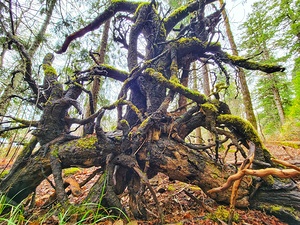 Tree Root Moss