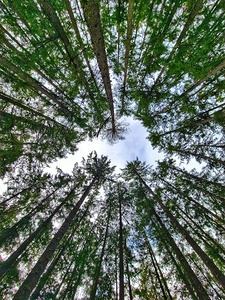 Tree View Vancouver Island
