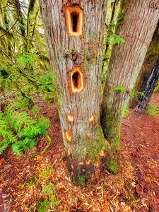 Woodpecker Tree