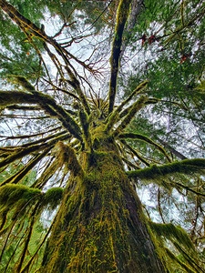 Moss Tree Skyward