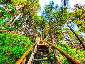 Tofino Beach Stairs