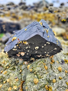 Beach Rocks 