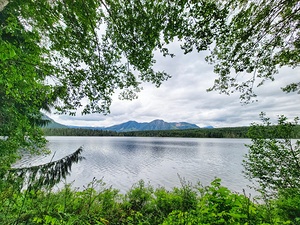 Tree Framed Nature 