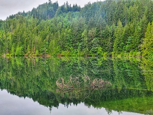 Horne Lake Reflections