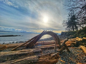 Driftwood 