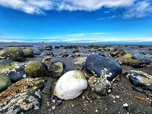 Seashells on the Sea Shore