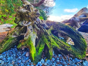 Beach Roots