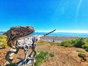 Raptor Driftwood