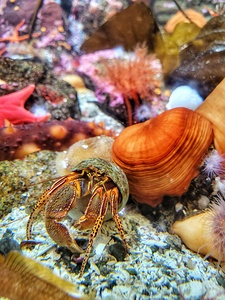 Underwater Grab and Starfish