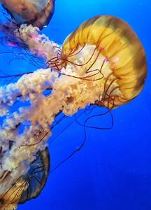 Jellyfish Underwater