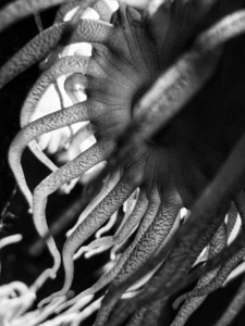 Jellyfish Black and White