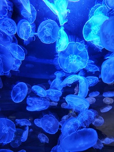 Jellyfish Blue 