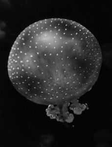 Jellyfish Black and White