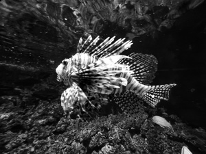 Fish Black and White