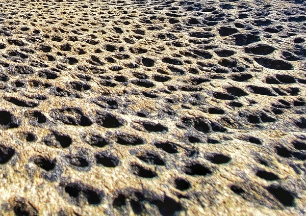 Seashore Print