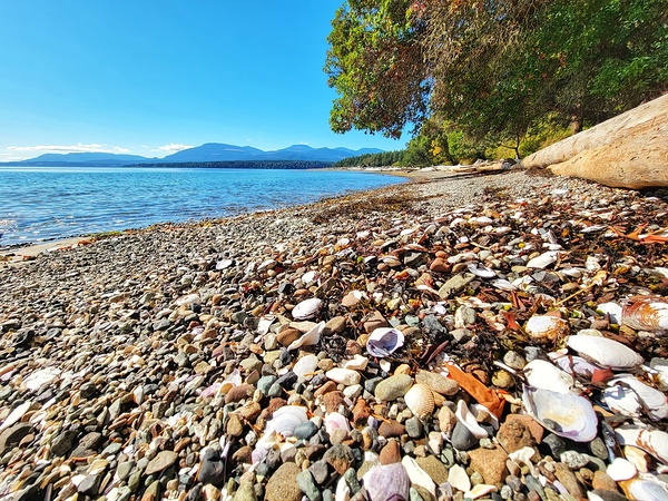 Seashore Seashells Print