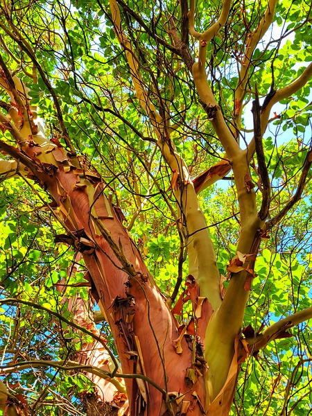 Arbutus Peeling Tree Print
