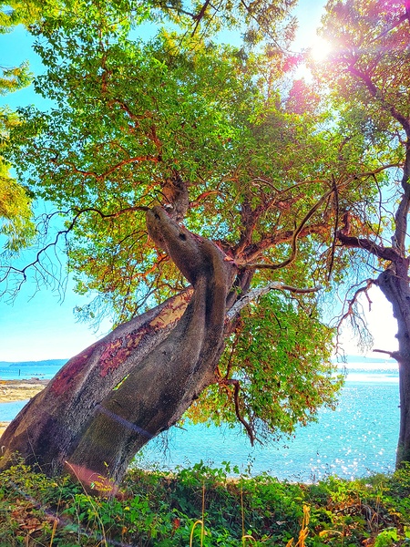 Majestic Ocean Tree by Adam Copp