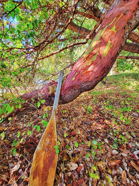 Arbutus Paddle Print