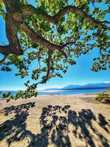 Tree and Shadow - Full Color Print