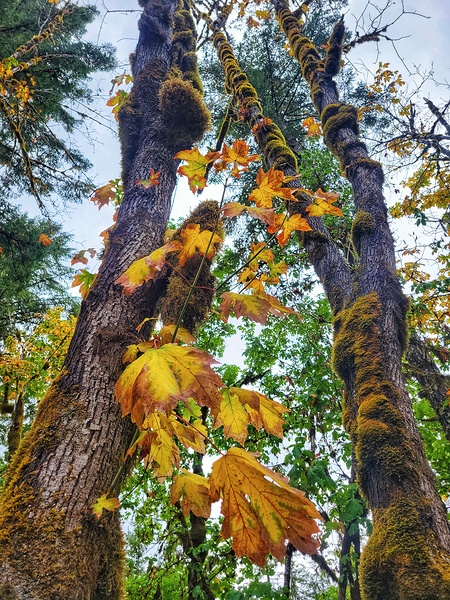Maple Leaf Moss Print