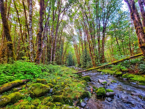 River Forest Print