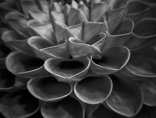 Flower Petals Print