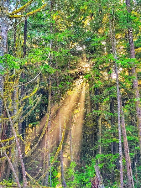 Sunrays through the forest Print