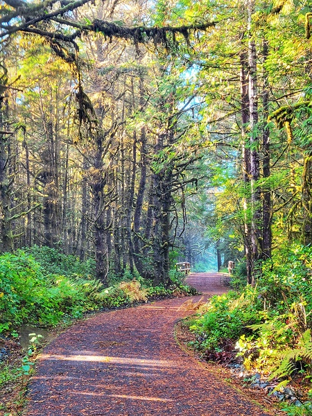 Tofino Trails by Adam Copp