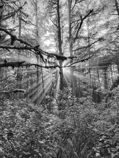 Morning Trees Tofino - Grapy Scale Black and White by Adam Copp