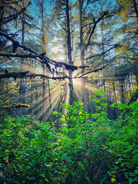 Morning Trees Tofino by Adam Copp