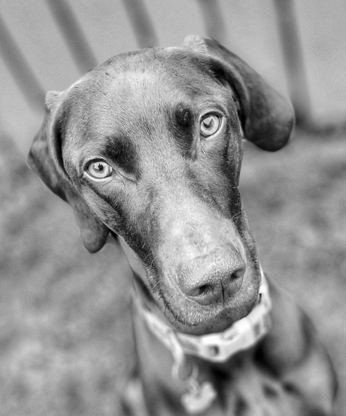Dog Portrait Print