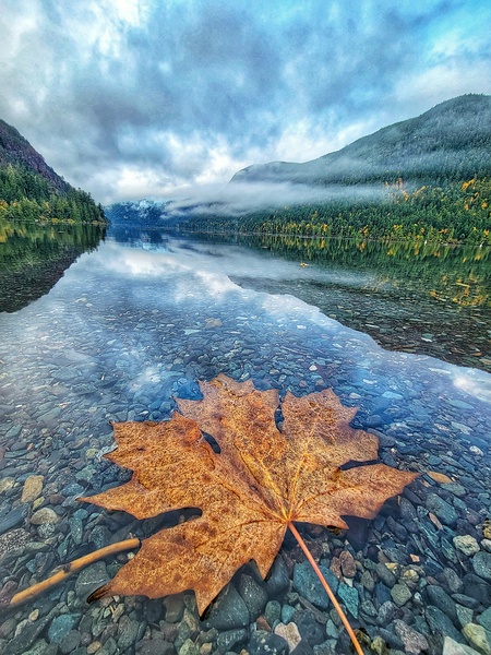 Lake Leaf in the water by Adam Copp