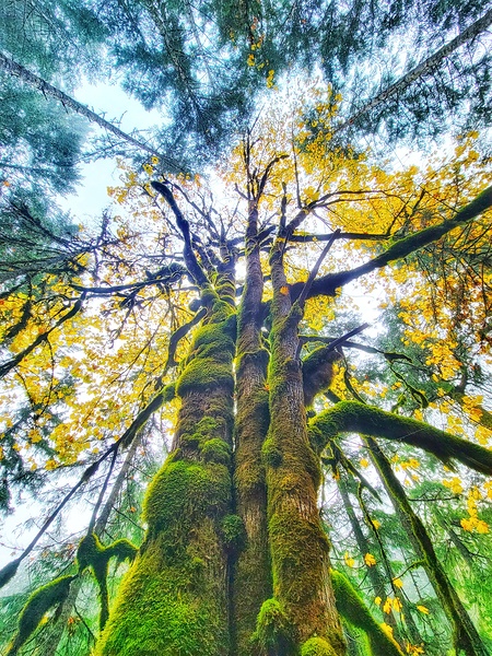 Trees Glowing Print