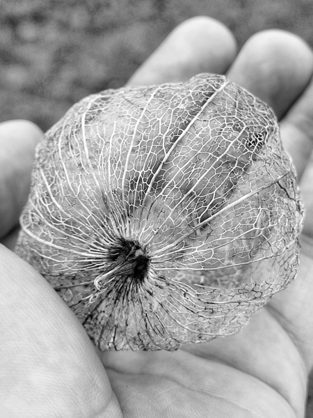 Gentle Seeds - Grayscale Black and White by Adam Copp