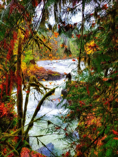 Fall Colors at the Fish Ladder by Adam Copp