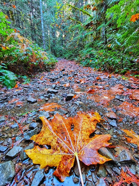 Vibrant Fall Path Print