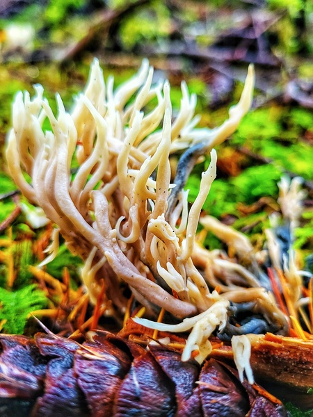 Mushrooms Forest Floor by Adam Copp
